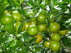 CÂY GIỐNG CHANH TỨ QUÝ