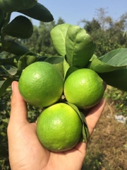 CÂY GIỐNG CHANH KHÔNG HẠT