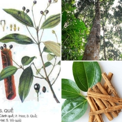 CÂY GIỐNG QUẾ
