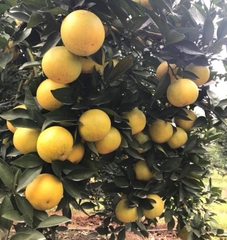 CÂY GIỐNG CAM VINH