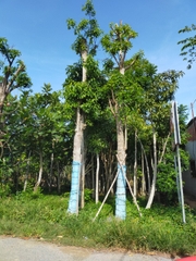 CÂY SALA CÔNG TRÌNH