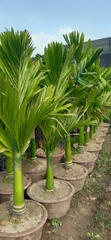 CÂY CAU LÙN
