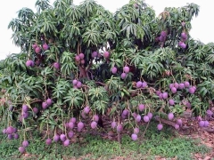 CÂY GIỐNG XOÀI TÍM