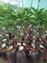 CÂY GIỐNG CAM SÀNH