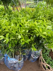 CÂY GIỐNG CHANH TỨ QUÝ