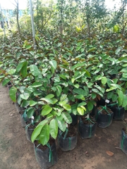CÂY GIỐNG VÚ SỮA BƠ HỒNG CHOAI