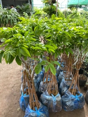 CÂY GIỐNG TRÁM ĐEN