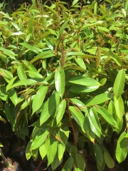 CÂY GIỐNG SẦU RIÊNG