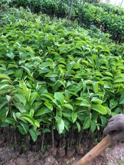 CÂY GIỐNG HỒNG NHÂN HẬU