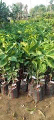 CÂY GIỐNG BƯỞI DA XANH