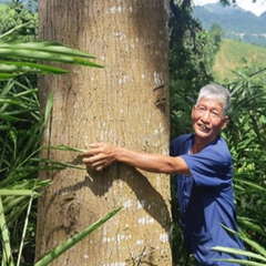 CÂY GIỐNG XOAN ĐÀO