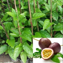 CÂY GIỐNG CHANH LEO