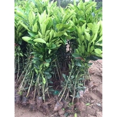 CÂY GIỐNG BƯỞI TÂN LẠC