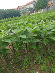 CÂY GIỐNG HỒNG GIÒN KHÔNG HẠT