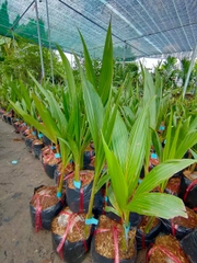 CÂY GIỐNG DỪA XIÊM ĐỎ