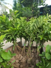 CÂY GIỐNG ỔI ĐÔNG DƯ