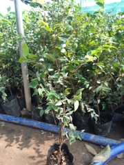 CÂY GIỐNG NHO THÂN GỖ