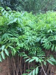 CÂY GIỐNG TRÁM TRẮNG