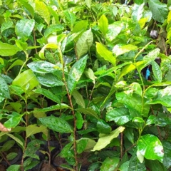 CÂY GIỐNG CHÈ XANH