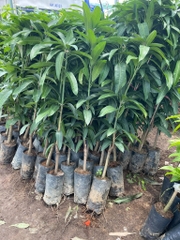 CAY GIỐNG XOÀI ĐÀI LOAN