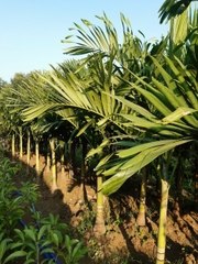 CÂY CAU TRẮNG