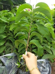 CÂY GIỐNG NA THÁI