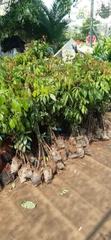 CÂY GIỐNG NHÃN SIÊU NGỌT