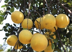 CÂY GIỐNG BƯỞI DIỄN