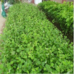 CÂY GIỐNG TÁO THÁI