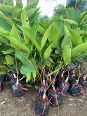 CÂY GIỐNG ROI ĐỎ AN PHƯỚC