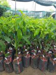 CÂY GIỐNG BƠ SÁP DA XANH