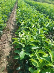 CÂY GIỐNG BƯỞI LUẬN VĂN