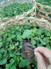 CÂY GIỐNG ĐU ĐỦ LÙN ĐÀI LOAN