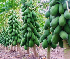 CÂY GIỐNG ĐU ĐỦ THÁI LAN