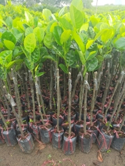 CÂY GIỐNG MÍT THÁI SIÊU SỚM