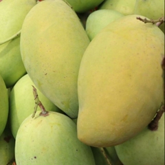 CÂY GIỐNG XOÀI CÁT HÒA LỘC