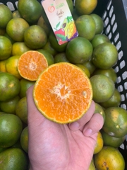 CÂY GIỐNG QUÝT ĐƯỜNG