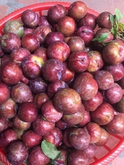 CÂY GIỐNG MẬN TAM HOA