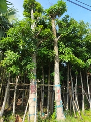 CÂY SALA CÔNG TRÌNH