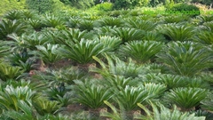 CÂY VẠN TUẾ