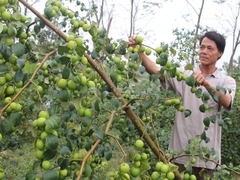 CÂY GIỐNG TÁO ĐÀI LOAN
