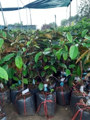 CÂY GIỐNG VÚ SỮA BƠ HỒNG