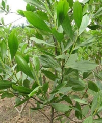 CÂY GIỐNG KEO