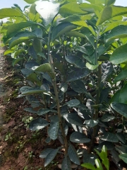 CÂY GIỐNG BƯỞI LUẬN VĂN