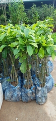 CÂY GIỐNG DỔI NẾP