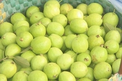 CÂY GIỐNG ỔI ĐÔNG DƯ