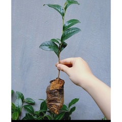 CÂY GIỐNG CHÈ XANH