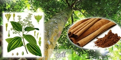 CÂY GIỐNG QUẾ