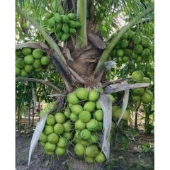 CÂY GIỐNG DỪA XIÊM LÙN XANH F1