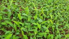 CÂY GIỐNG CHUỐI TÂY